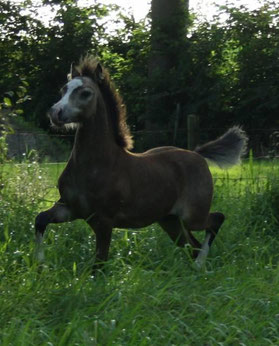 Caerwyn as a foal at Stal Oostdijk