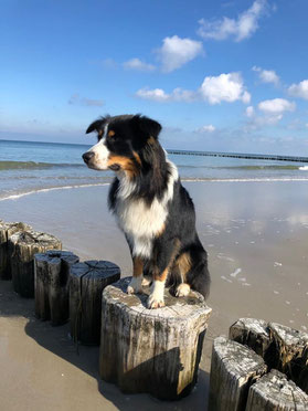 Sammy, Australian Shepherd 