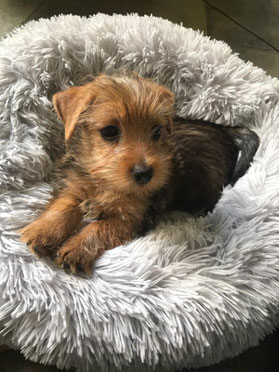 Coco, Norfolk Terrier 