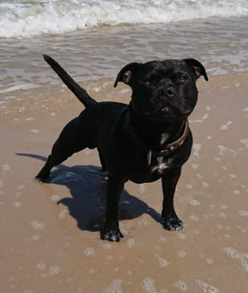 Staffordshire Bullterrier und andere Hunde