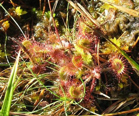 Sundews have modified leaves covered with red hairs that secrete a sticky substance for catching their prey.