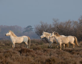 Chevaux Camargue