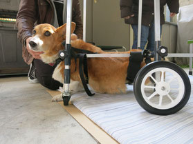 犬の車椅子　犬用車椅子　犬の車いす　犬用車いす　ドッグカート　歩行器　犬　車椅子　車いす　車イス