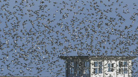 Vogelschwarm, Foto: Rolf Behlert