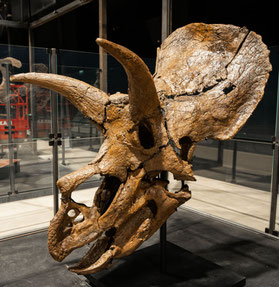 "Amalie" gilt als einer besterhaltenen Triceratops-Schädel Europas. Foto: Knuthenborg Safaripark/PR