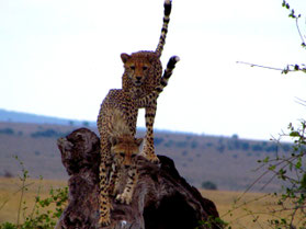 ghepardi amboseli in2kenya africa cheetah safari 