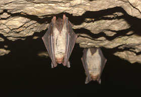 Chauves-souris Murin de Daubenton.