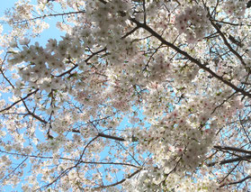 2021年まで店舗向かいの公園にあった桜の巨木