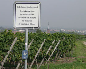 Blick auf den Prominenten-Weinberg.