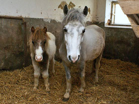 Whinney und Jimmy nach einer Woche