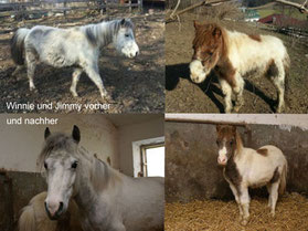 Whinney und Jimmy - vorher und nachher 2014
