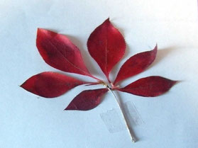 紅色の木の葉