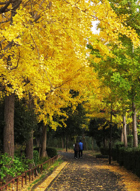 2023.11.23　【写真⑥：多摩市豊ヶ丘6-1】