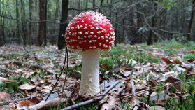 Dit is wel DE echte paddenstoel!!