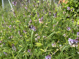 Zaunwicken (Vicia sepium), D.Wehlmann