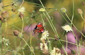 im Garten von Familie Nöckel (hu)