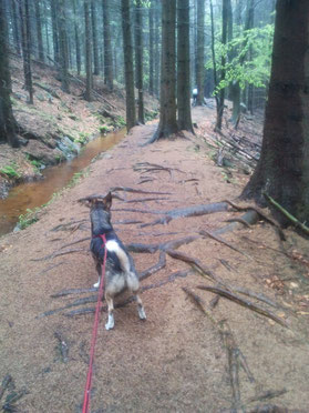 Dogtrekking Dogtrekking Dogtrekking Dogtrekking Elbsandstein-Dogtrekking ESDT Harz-Dogtrekking