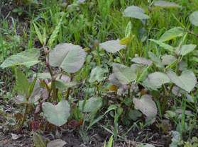 Jungpflanze mit rötlich überlaufenen Herzförmigen Blättern Foto: Eva Althof