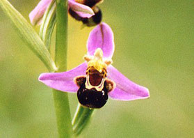 Ophrys apifera en Normandie