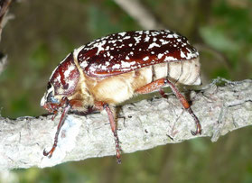 Weiblicher Walker (Polyphylla fullo), gefunden in Albig (Foto: R. Michalski, NABU)