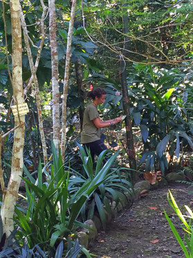 The labyrinth of medicinal plants - Reserva Biologica Caoba, Santa Marta, Colombia