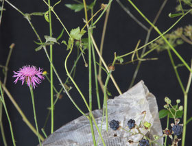 Blumenkunst aus regionalen Blumen (Freising)
