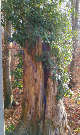 Baum Regenbogen