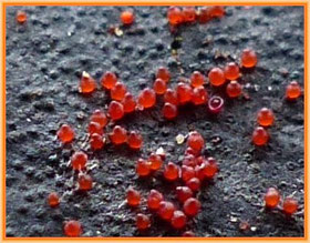 Orange, aufsitzender Pustelpilz (Cosmospora episphaeria)