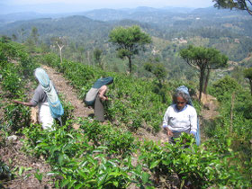 Haputale-thee-plukkers-planten-Sri-Lanka