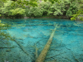 Jiuzhaigou-nationaal-park-water-bomen-mineralen-helder-groeien