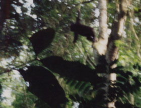 Kibale-nationaal-park-jungle-chimpansee-aap-Oeganda