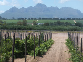 Stellenbosch-wijn-velden-wijnranken-boerderij-Zuid-Afrika
