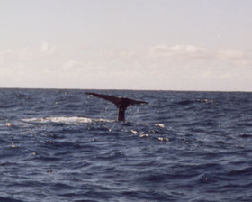 Kaikoura-walvissen-spotten-staart-Nieuw-Zeeland