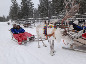 Inari-rendier-sneeuw-slee-Finland