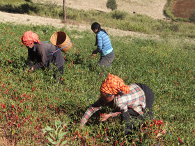 Kalaw-trekking-chili-Myanmar-Birma