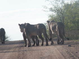 Kruger-nationaal-park-leeuwen-Zuid-Afrika