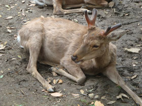 Nara-park-hert-Japan