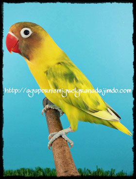 agapornis personata arlequin verde, personatus pied green