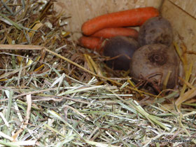 Karotte und Rote bete