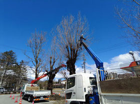 街路樹の剪定