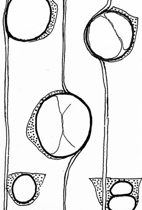 Abb. 25: Periplocoxylon praegraeca.