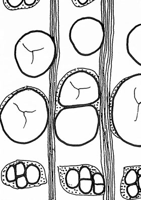 Abb. 33: Ulmoxylon sp.