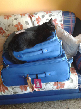 No, Bagheera no puede venir aunque se empeñe!