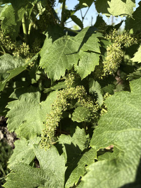 Vendanges 2016 au Domaine Vendange, vins de Savoie