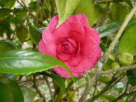Camellia "Dr Loutil"