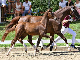Feliciano x Lord Loxley I