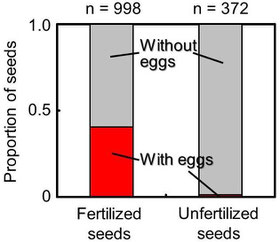 Figure 1.  Relationship between seed fertilization and the wasp oviposition.