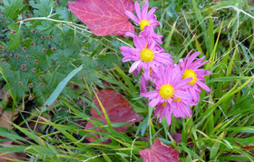 Chrysanthemum roseum - Chrysantheme in pink