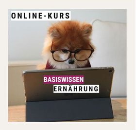 Lucky Soul: Hund am Computer