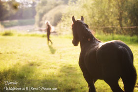 Hercules Anfang Juni 2019 | www.waldfriesen.de www.forest-friesian.com | Foto: www.visovio.de | chestnutcarrier chestnutfriesian